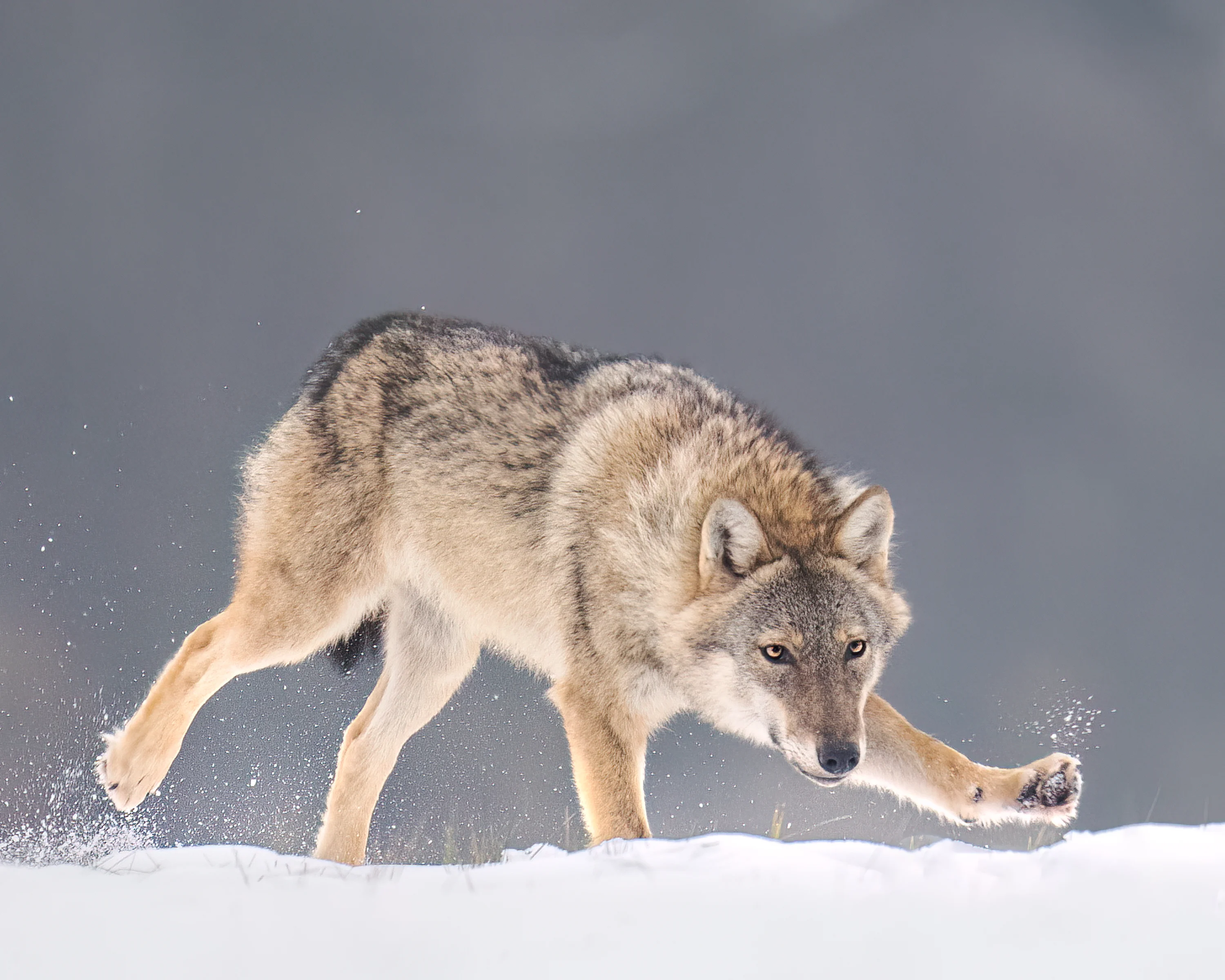 Warmia Elite Wildlife Photography gallery image 3